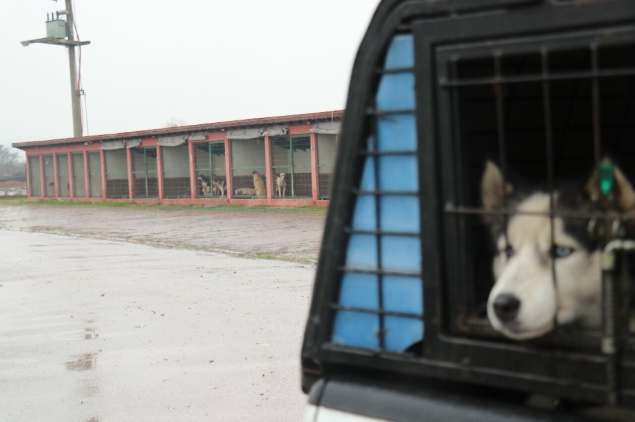 Sakarya’da köpeklerin birbirlerini yediği iddiası