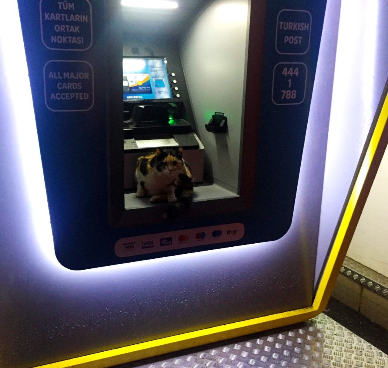 Sokak kedisi fırtınadan ATM’ye sığındı