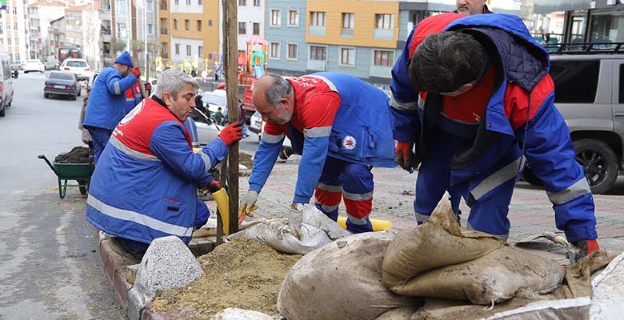 Kağıthane Sokaklarını Çınar Ağaçları Süsleyecek