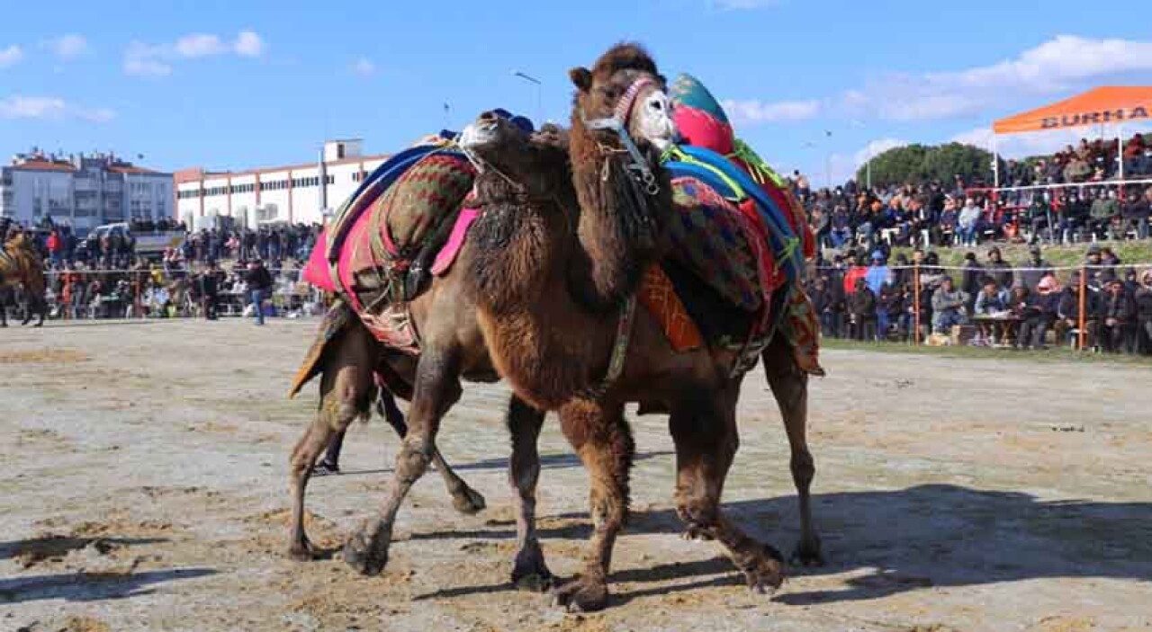 Burhaniye Deve Güreşleri Nefes Kesti