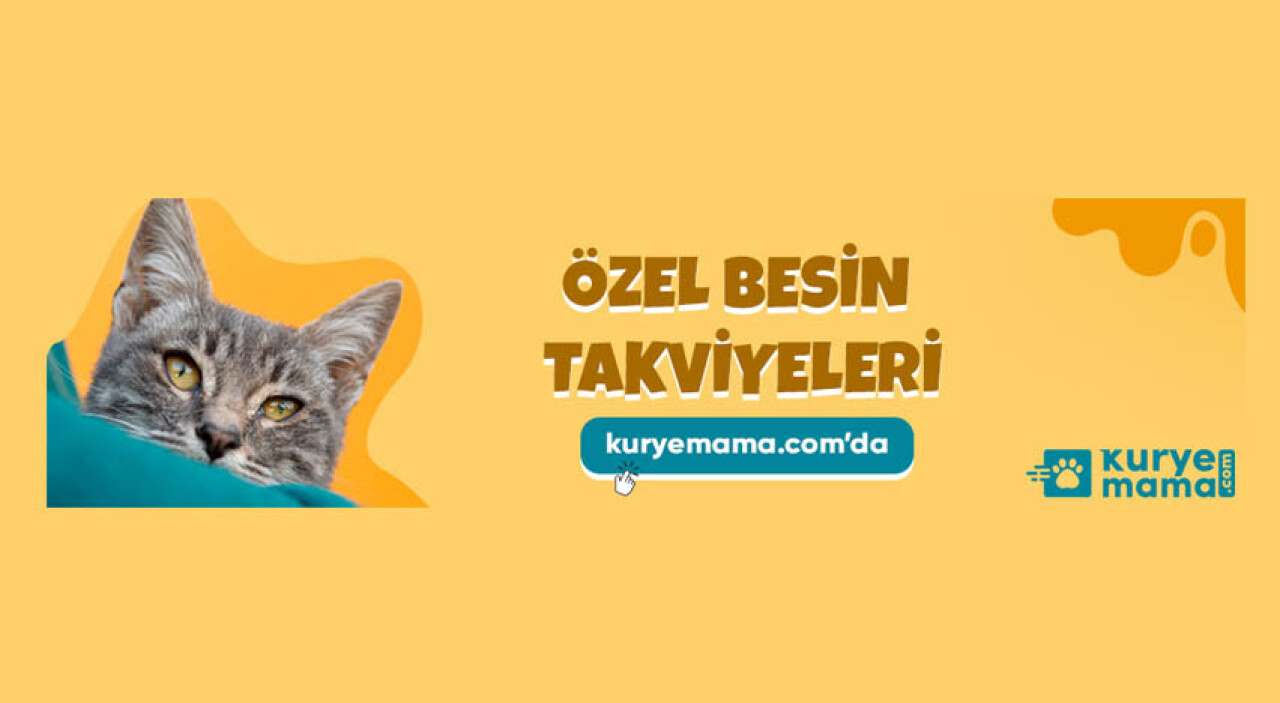 Kampanyalı Kedi Köpek Maması ve Yatağı Kuryemama.com İndirim de