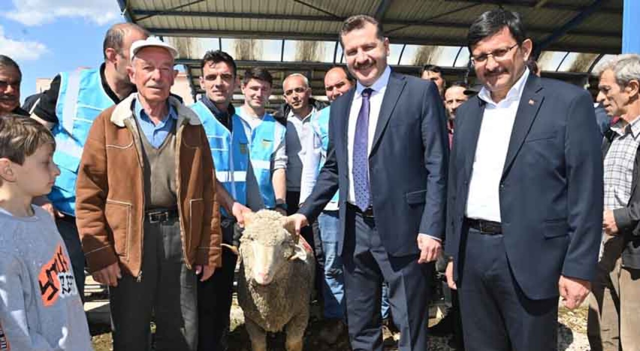 Balıkesir Büyükşehir’den yerli üreticiye damızlık koç desteği 