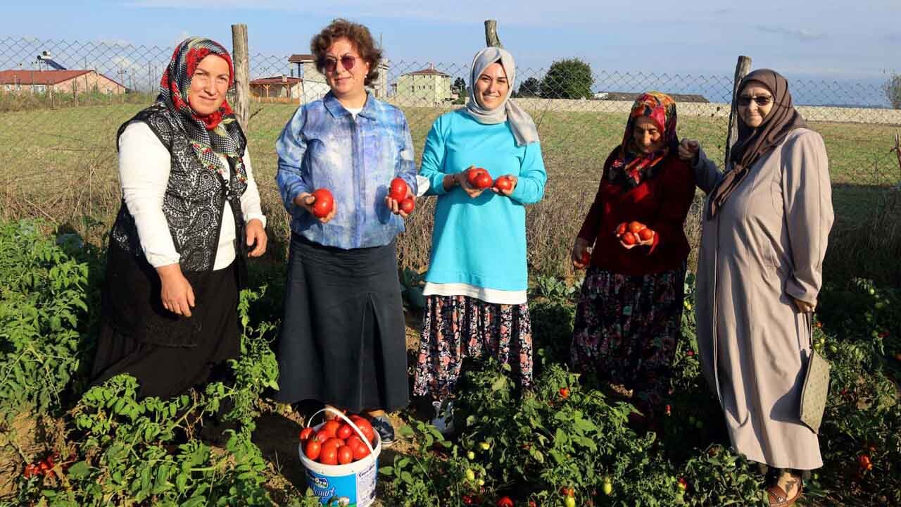 Kocaeli'nde ata tohumundan üretilen sebzelerin hasadı yapıldı