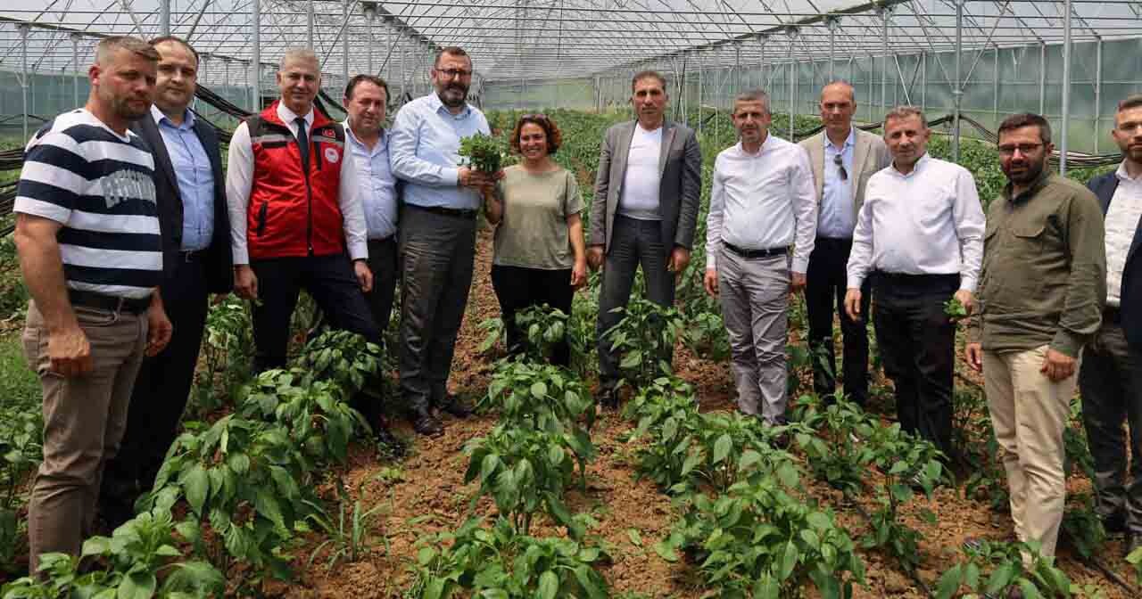 İzmit Dağköy’de araka hasat şenliği düzenlendi