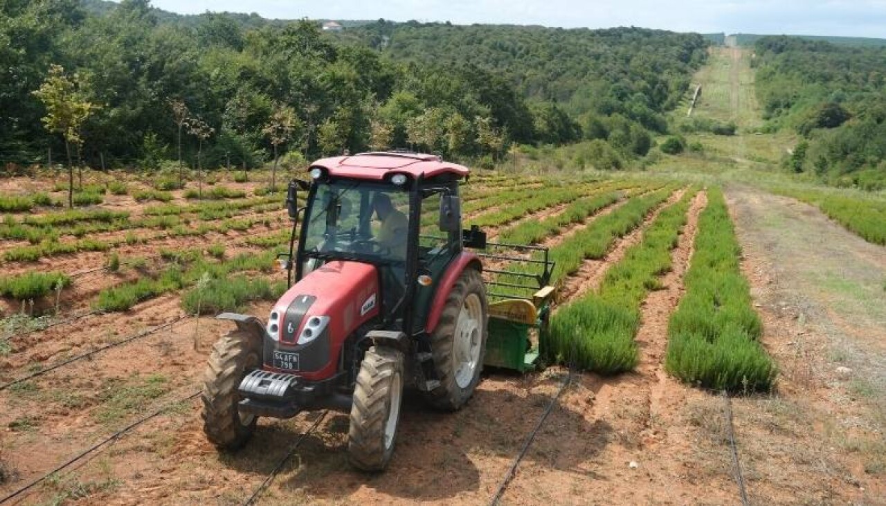 Sakarya Botanik Vadisi’nde biberiyeden 15 ton hasat hedefleniyor