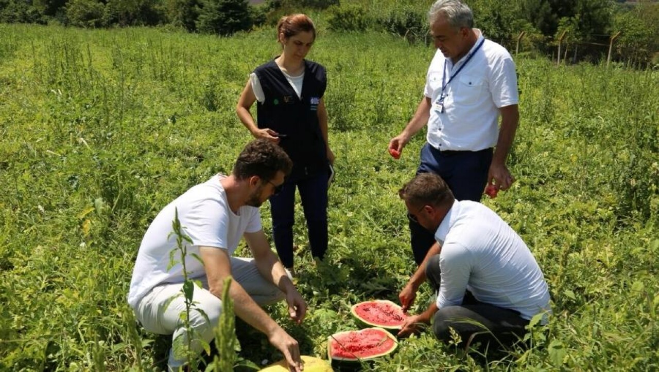 Kocaeli'nde sertifikalı hibrit karpuz tohumu dağıtımı başladı