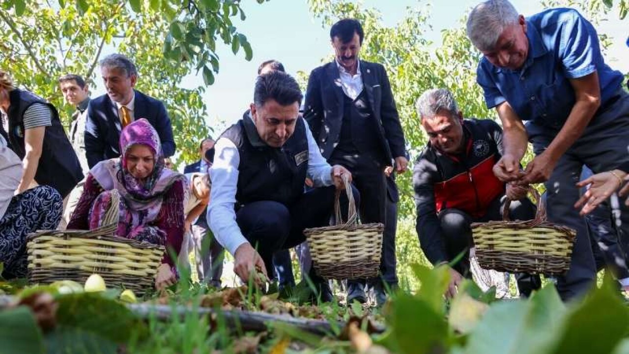 Bilecik ceviz üretiminde Türkiye 3’üncüsü