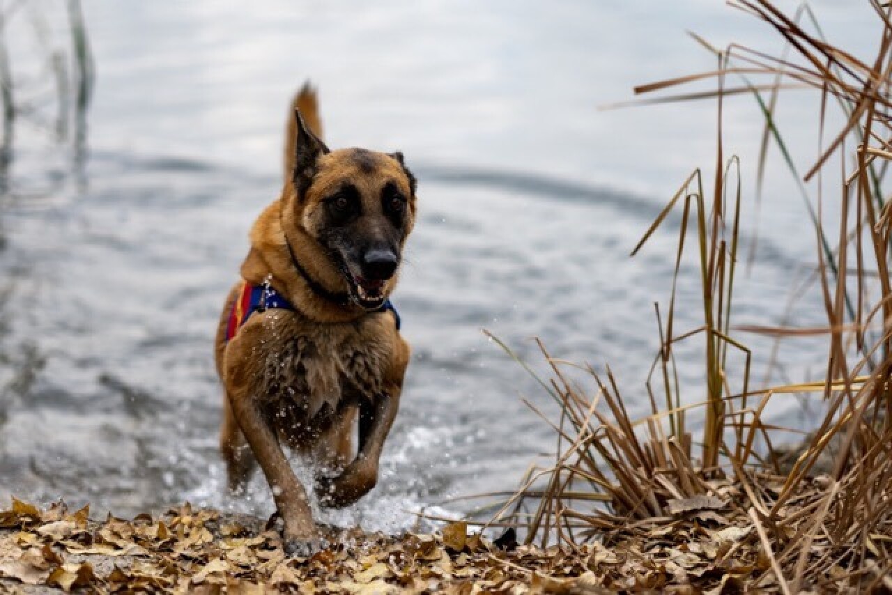 Jandarmanın Sahadaki Yardımcısı: Kadavra Köpekleri