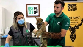 Trafik kazasında yaralanan yavru tilki Ormanya’da şifa buluyor