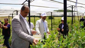 İznik’te yaban mersini hasadı başladı