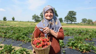Hobi olarak 2 dönümde başladı, üretimi şimdi 42 dönüme çıktı