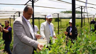 İznik’te yaban mersini hasadı başladı