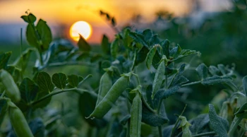Toprağın bereketi SuperFresh’in ‘hasat’ıyla yılın 365 günü sofralarda