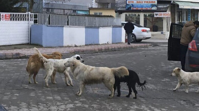 Başıboş köpekler Kaynarca'da korku salıyor