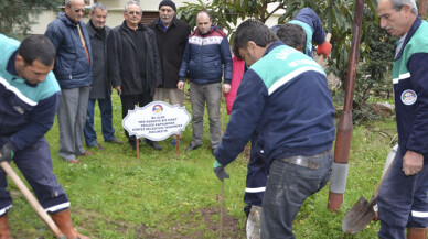 Kirazlar Toprakla Buluştu