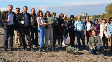 BAÜN Botanik Bahçesinde 300 Lavanta Fidanı Toprakla Buluştu