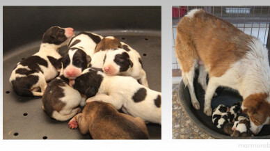 Kanaldan kurtarılan anne köpek ve yavruları emin ellerde
