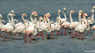 İzmit Körfezi, flamingolar ve binlerce su kuşunun uğrak yeri oldu