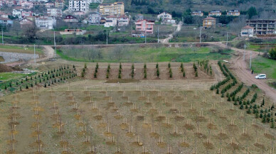 Kocaeli'nde 40 bin metrekare alan ağaçlandırıldı