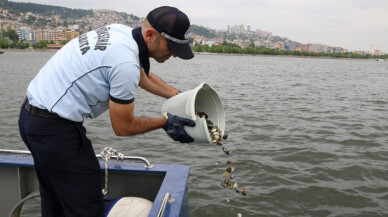 Kocaeli Zabıtası midye avcılarına göz açtırmıyor