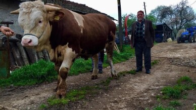 ’Damat’ 2 yaşına gelmeden 1 ton ağırlığa ulaştı