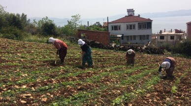 Kırağıdan yanan fasulye ve kabaklar yeniden ekiliyor