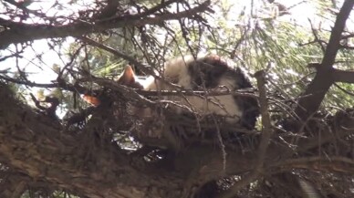 (ÖZEL) 3 gün boyunca ağaçta mahsur kalan kedi itfaiye ekiplerince kurtarıldı