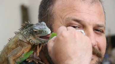 (Özel) 5 yıldır beslediği iguana en yakın arkadaşı oldu