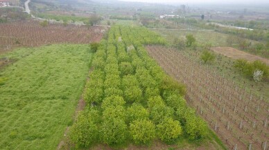 (Özel) Dallar altın sarısı çiçek açtı