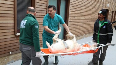 Tümör ameliyatı olan alageyik sağlığına kavuştu