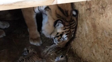 AslanPark’taki Bengal Kaplanı üç yavru dünyaya getirdi