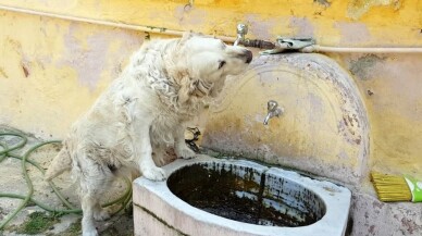 Bu köpek suyunu tas yerine çeşmeden içiyor