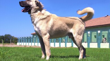 Bursa’da yetişen kangal ve akbaşların genlerine özel koruma