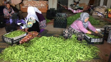 Fasulye üreticisi fiyatlardan memnun