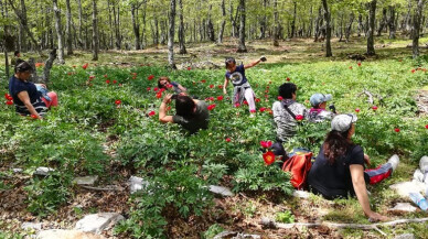 Şakayık doğa tutkunlarını Kazdağları’na çekiyor