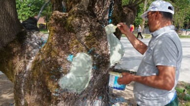 Kocaeli’de çürümeye başlayan asırlık çınar tedavi edildi