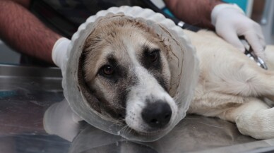 (Özel) Kafası bidona sıkışan köpek tekrar hayata döndürüldü