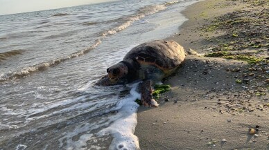 Silivri’de ölü caretta caretta kıyıya vurdu