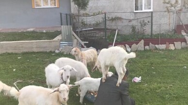 Yavru oğlak sahibinin omzunda yaşıyor