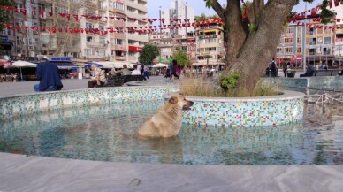 Sıcaktan bunalan köpek süs havuzuna girdi