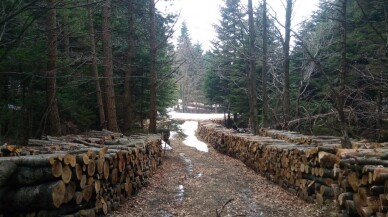 Uludağ’da yol bahanesiyle ağaç kesilmesine tepki