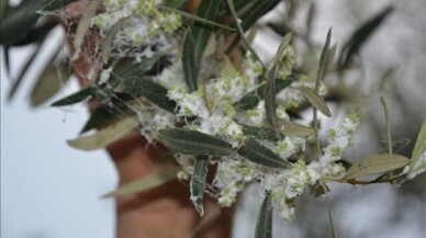 Zeytin güvesi mücadelesi başladı