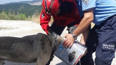 Başına teneke sıkışan köpeği itfaiye kurtardı