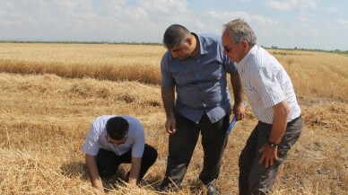 Buğdayda dane kaybına karşı denetim yapılıyor