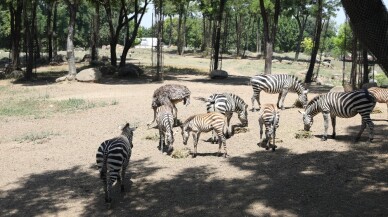 Bursa Hayvanat Bahçesi’nde  yavru zebra sevinci