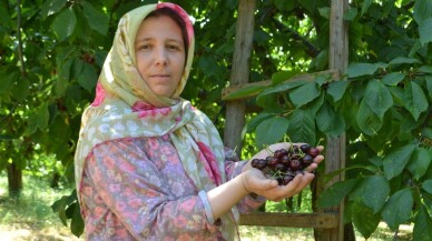 Karabodur kirazda hasat başladı