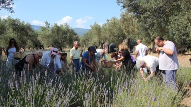 Kazdağları’nda lavanta hasadı başladı