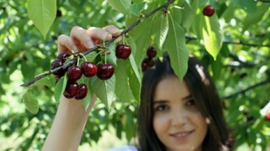 Kirazlar dalında kaldı