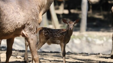 Ormanya’da yaban hayvan popülasyonu artıyor