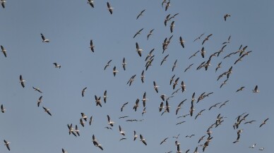 (Özel) Ak pelikanların gökyüzündeki dansı havadan görüntülendi